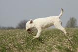 LAGOTTO 082